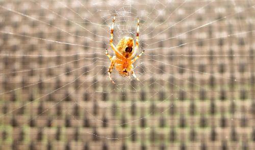 ontario red spider trap spider web