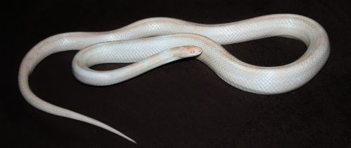 opal corn snake snake
