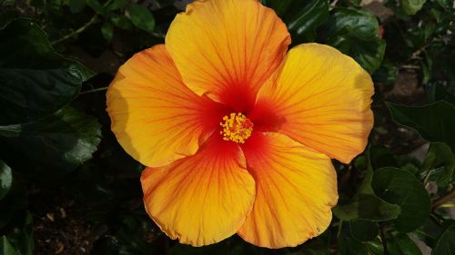 open flower hibiscus flower happy flower