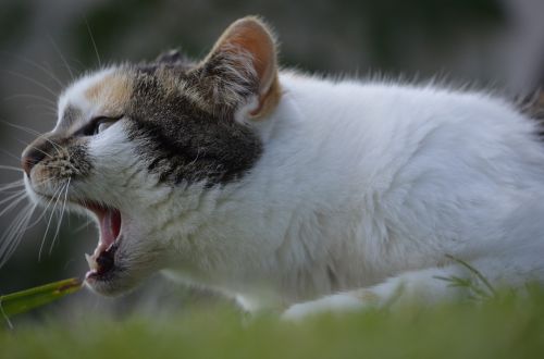 open maul cat domestic cat