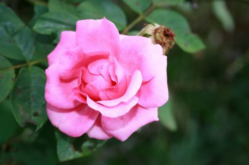 Open Rose In Pink