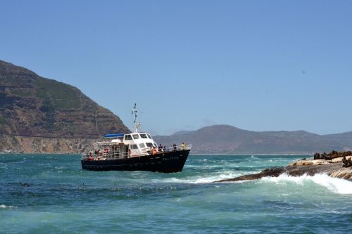 boat cruise ocean sealife