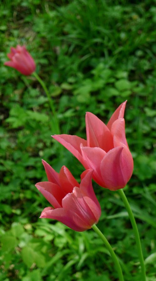 open tulips pink tulips garde