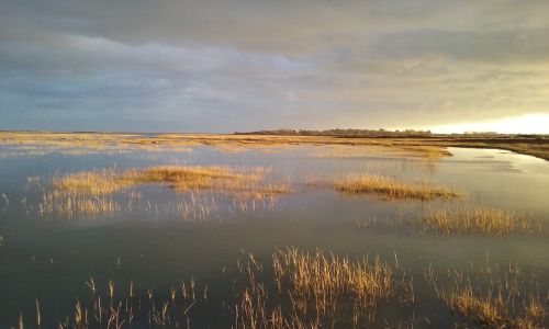 open water marsh wildlife