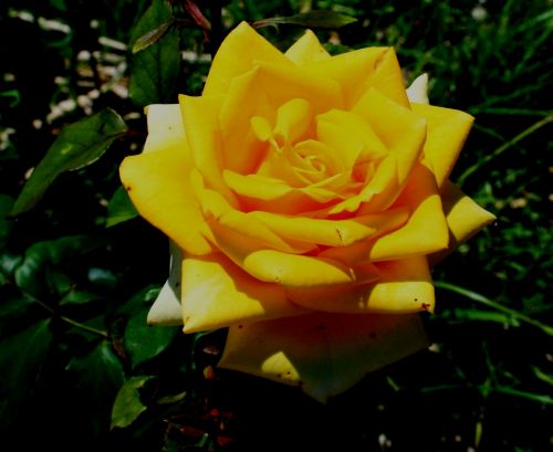 Open Yellow Rose