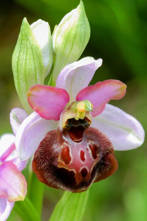 ophrys flowers wild