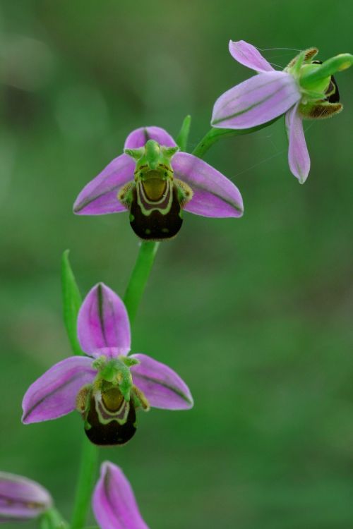 ophrys bee flower