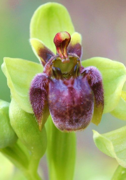 ophrys bombiliflora flower