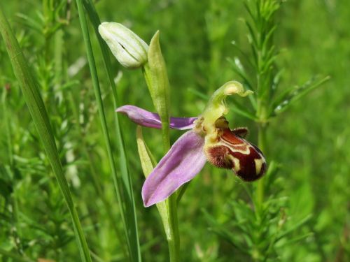 ophrys apifera bee orchid wildflower