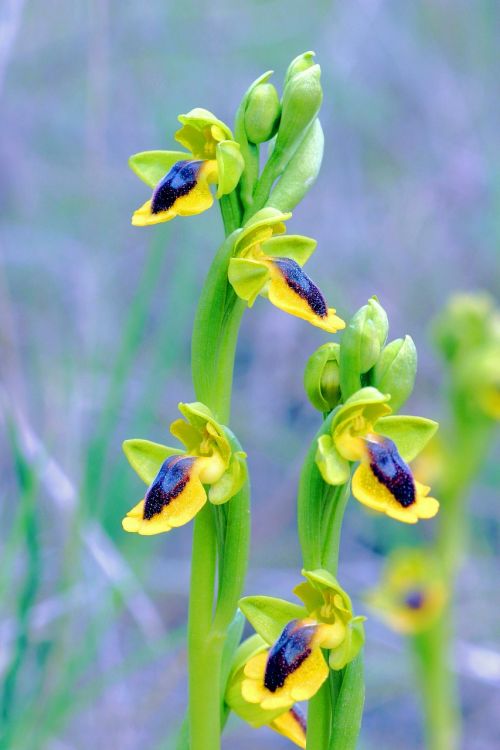 ophrys lutea orchid clape