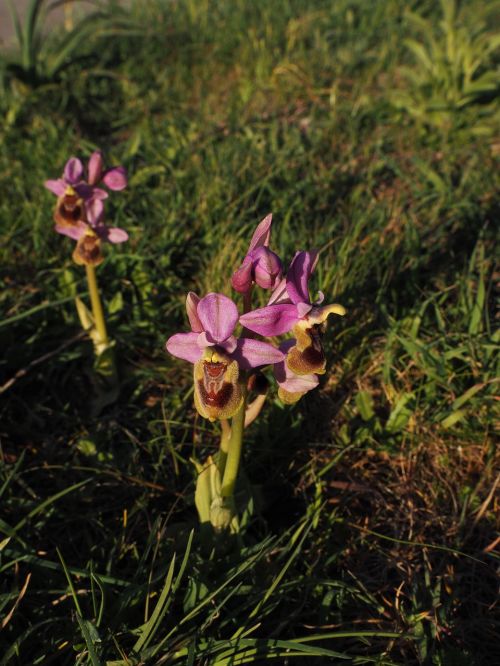 ophrys tenthredinifera orchid flower