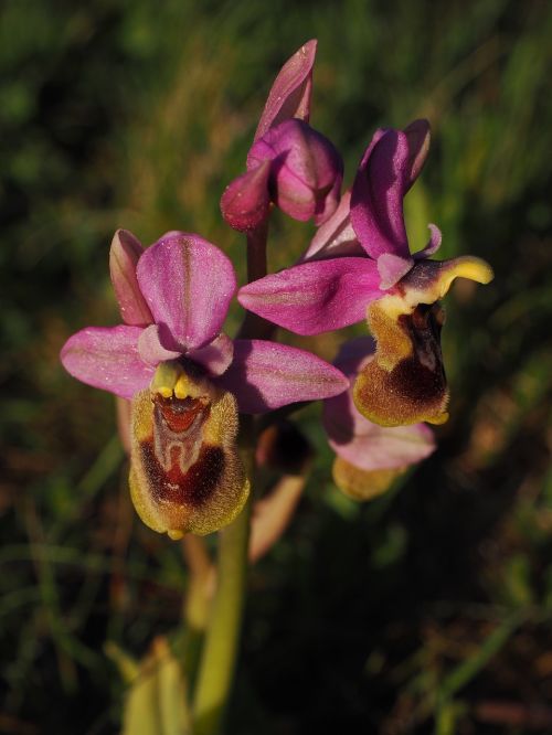 ophrys tenthredinifera orchid flower