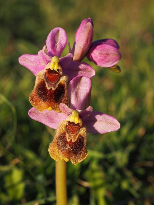 ophrys tenthredinifera orchid flower