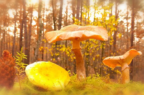 opieńka yellowish  mushroom  edible