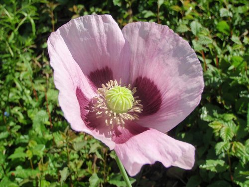 opium poppy  blossom  bloom
