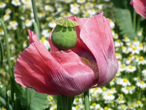 opium poppy poppy capsule
