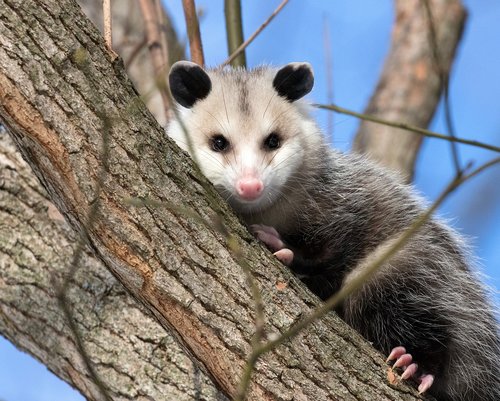 opossum  possum  wildlife