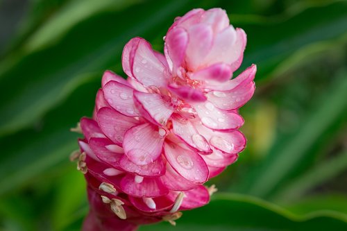 opuhi  flower  pink