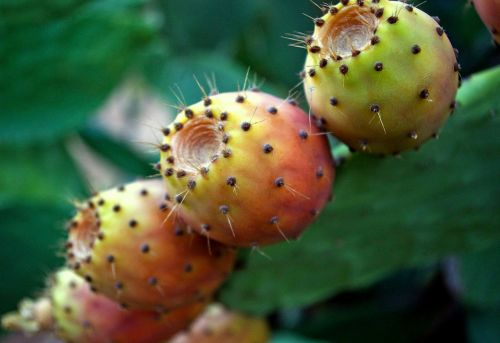opuntia ficus-indica prickly pears cactus