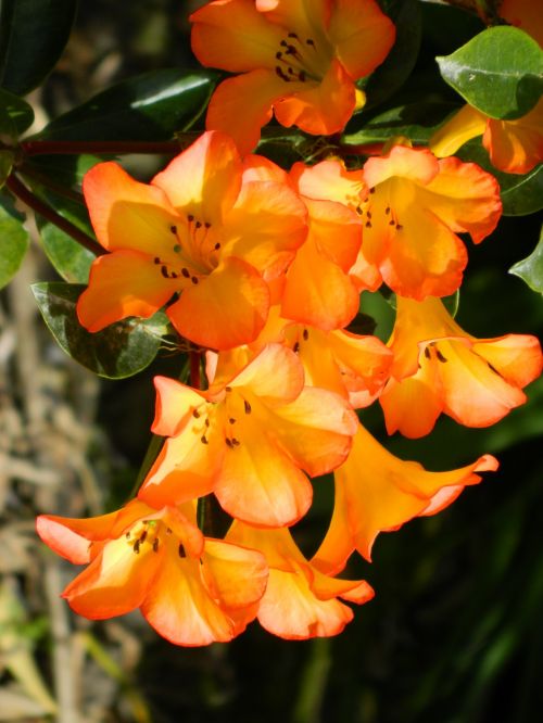 Orange Flower