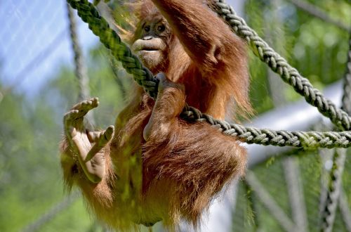 orang utan forest human zoo