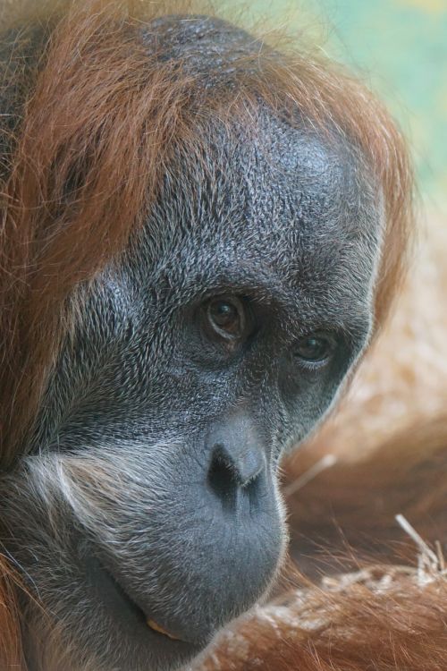 orang-utan old world monkey ape