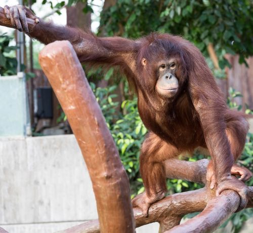 orang-utan monkey krefeld