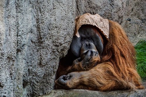 orang utan  monkey  zoo