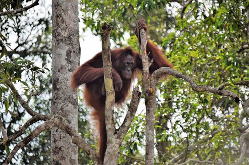 orang utan  kalimantan  indonesia