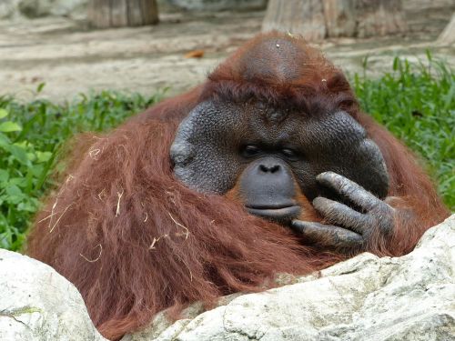 orang utan zoo chiang mai