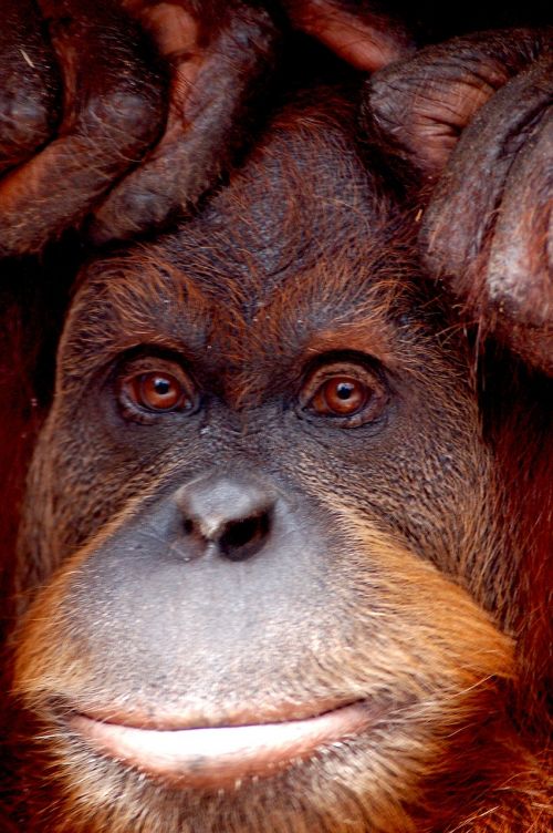 orang utan monkey zoo