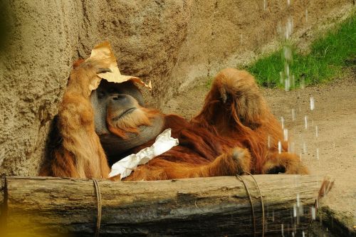 orang utan zoo animal