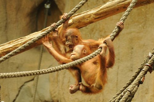 orang utan zoo animal