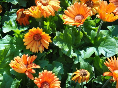 orange calendula flower