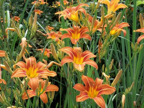 orange tiger lilies