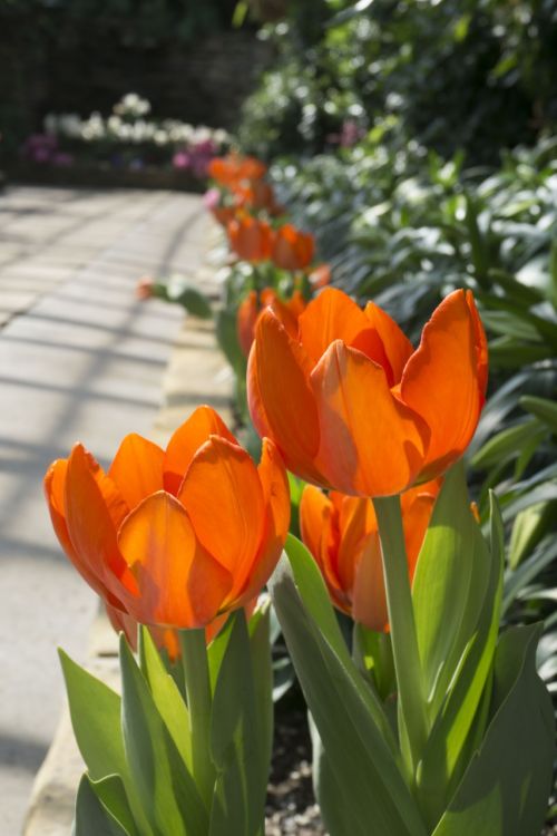 orange flower tulip