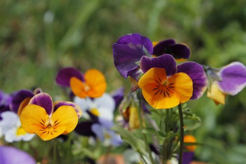 orange violet flowers