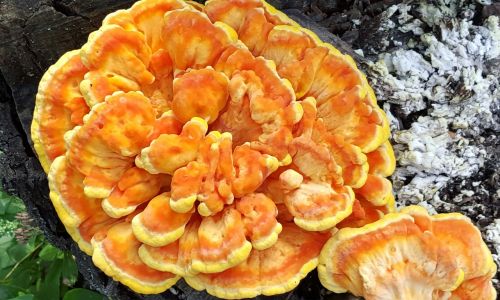 mushroom edible laetiporus
