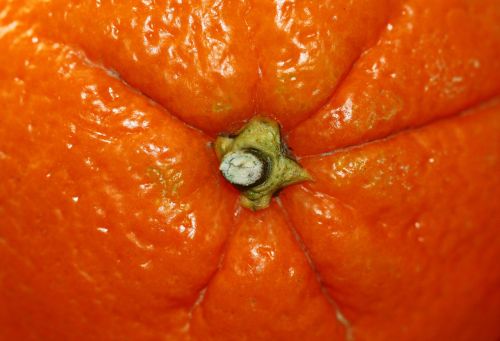 orange fruit citrus fruit