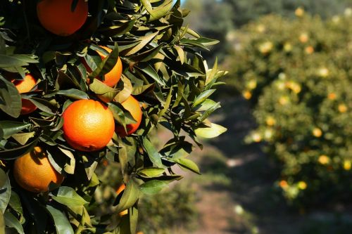 orange fruits tree