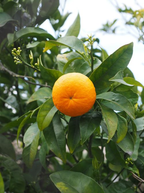 orange fruit orange tree