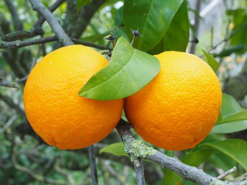 orange fruit orange tree
