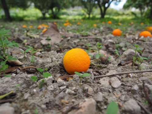 orange fruit ripe