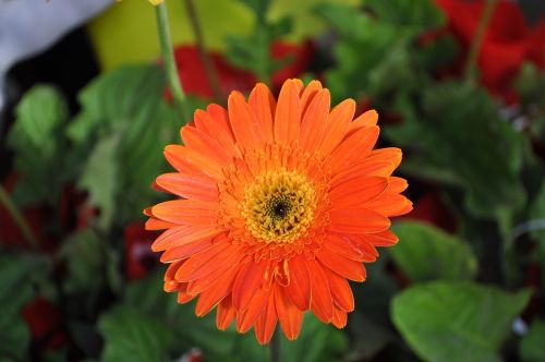 orange flower nature
