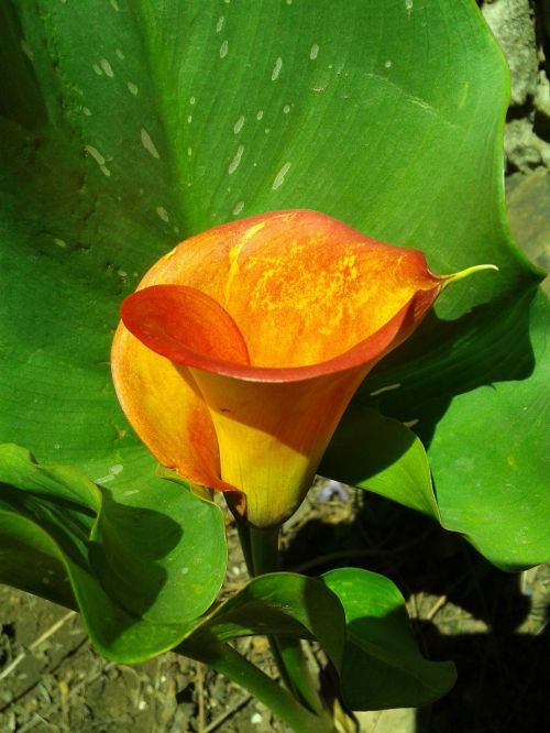 callalily orange nature