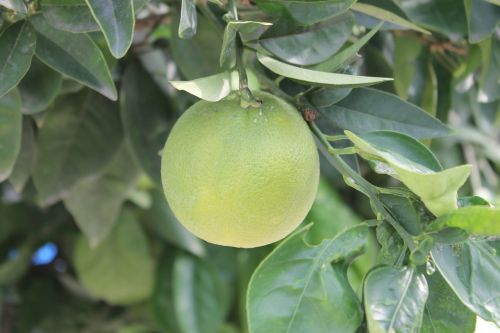 orange fruit garden