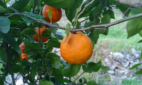 orange naranjo tree