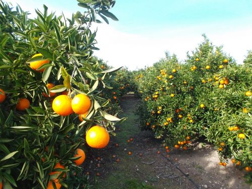 orange oranges citrus fruit