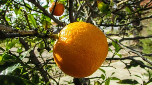 orange tree fruit