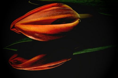 orange tulip flower